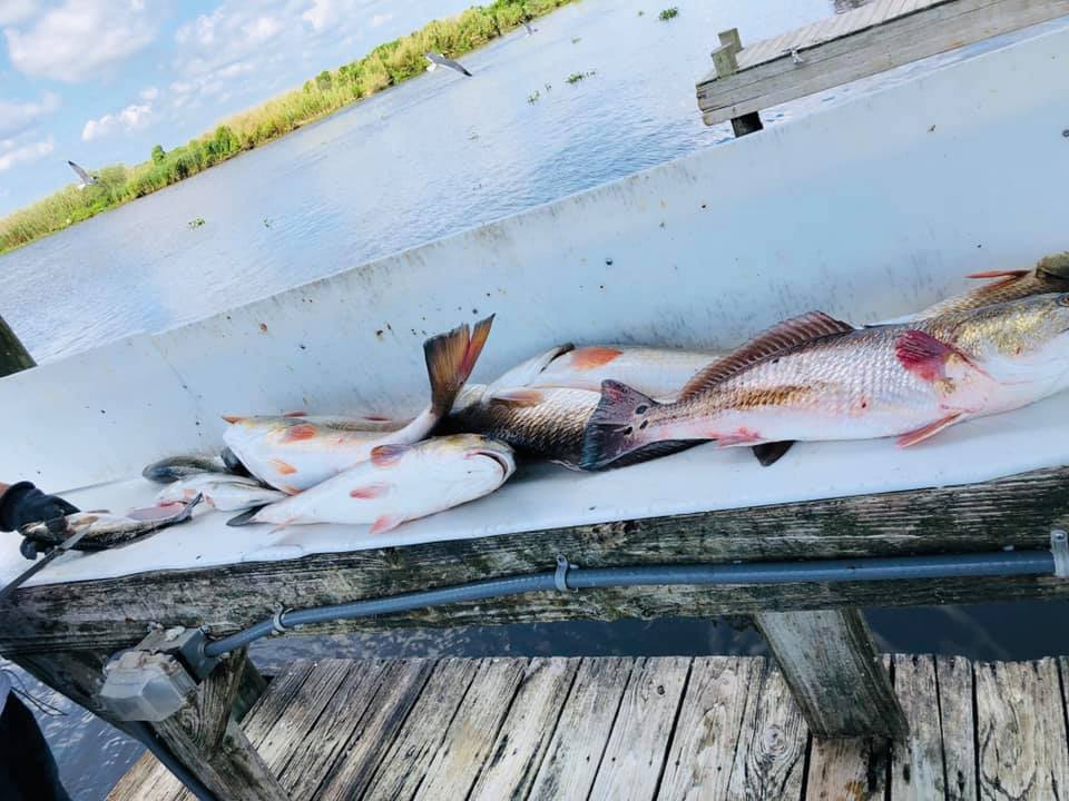 Abundance of Trout