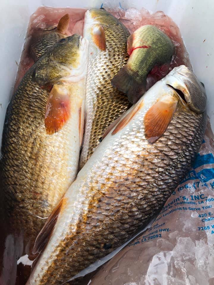 Delacroix Fishing Report  Sweetwater Guide Service